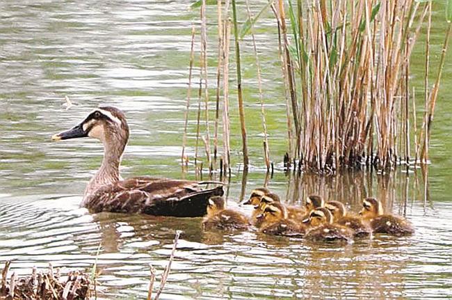池でそろって泳ぐカルガモの親子＝米子市彦名新田（米子水鳥公園提供）