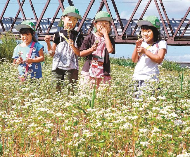 満開になったそばの花に囲まれ、花の匂いを嗅ぐ保育園児＝出雲市古志町、神戸川土手