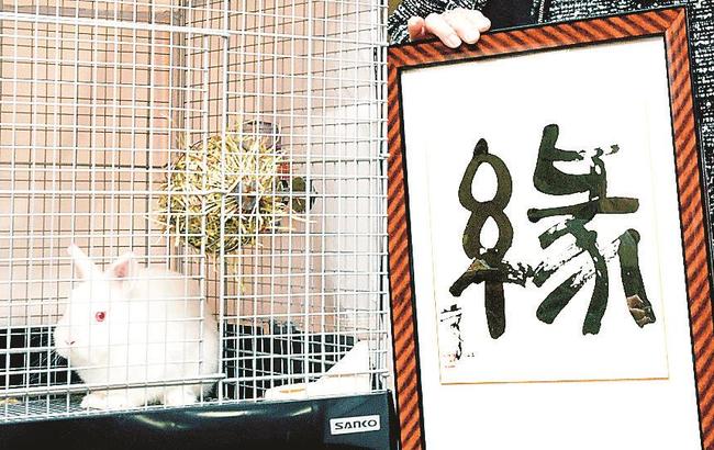 「縁(えにし)」と命名された2代目うさぎ駅長=鳥取市白兎、道の駅神話の里白うさぎ
