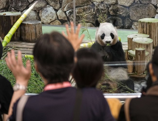 ジャイアントパンダ４頭の公開最終日の６月２７日、来園者から手をふられる良浜＝和歌山県白浜町のアドベンチャーワールド