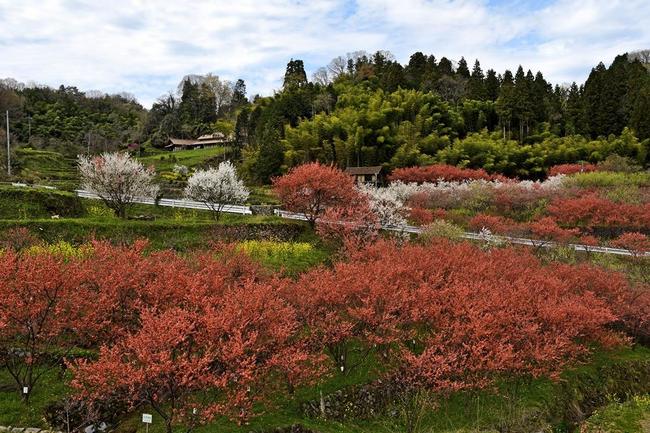 春にハナモモが咲き誇る島根県邑南町上口羽の川角集落。集落関係者らの努力で美しい景観を作り出している（資料）
