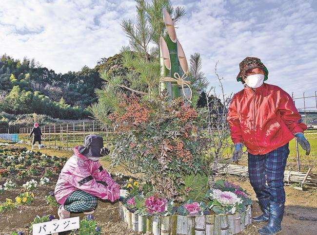 休耕田を活用したよりあい花壇にお目見えした門松＝益田市本俣賀町