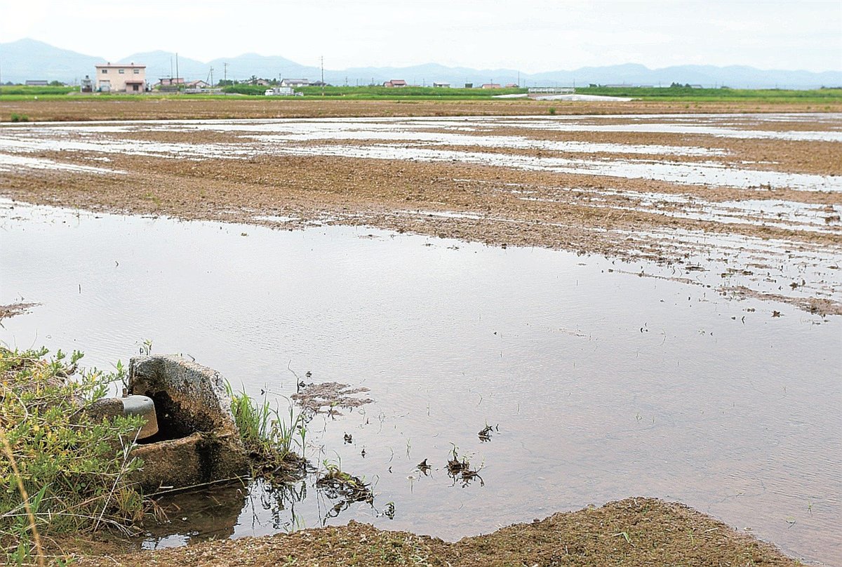 Escort milano studentessa