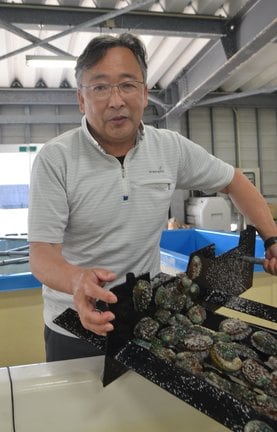 アワビ稚貝生産の第一人者と言われる隠地武彦センター長＝松江市鹿島町恵曇、市鹿島・島根栽培漁業振興センター