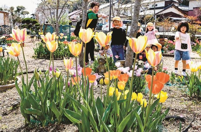 花木園で見頃となったチューリップを楽しむ園児たち＝安来市荒島町