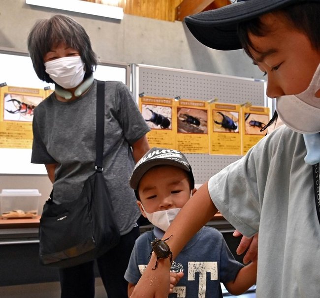 カブトムシを腕に止まらせて感触を確かめる来場者＝益田市高津町、島根県立万葉公園管理センター