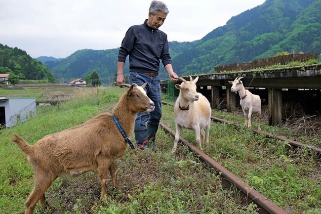 雑草を食べて旧JR三江線跡地の景観維持に貢献しているヤギと田辺裕彦さん=島根県美郷町都賀本郷、旧JR石見都賀駅