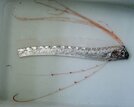 下半身が切れて見つかったリュウグウノツカイ（提供）