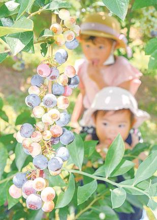 収穫期を迎えたブルーベリー＝島根県邑南町下亀谷、ハッピーベリー農園