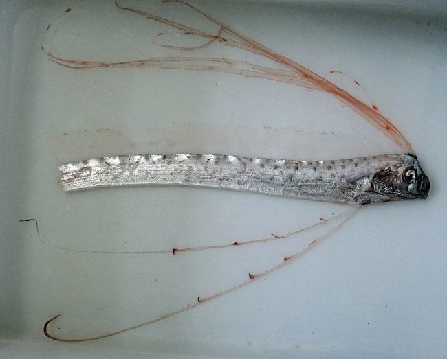 下半身が切れて見つかったリュウグウノツカイ（提供）