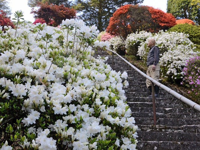 見頃を迎えたツツジ＝大田市温泉津町井田、高野寺