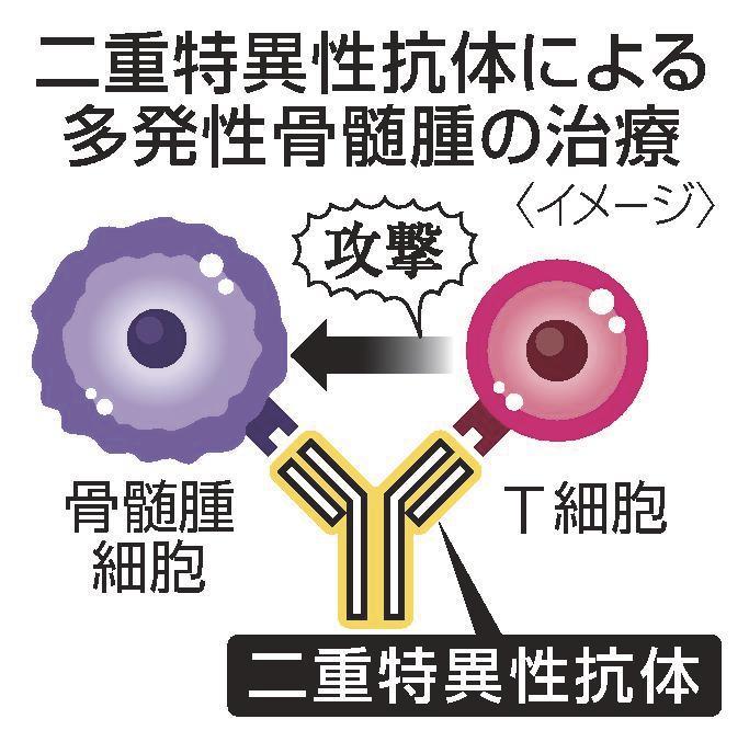 高齢者に多い血液がん 多発性骨髄腫に新薬 二重抗体で免疫強化