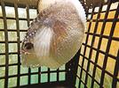 隠岐の島町近海で捕獲されたアオイガイ（吉田真明准教授提供）