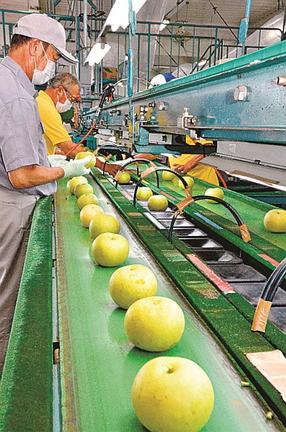 青梨「なつひめ」を仕分けする作業員＝米子市淀江町小波、ＪＡ鳥取西部米子選果場