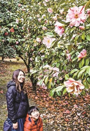 見ごろを迎えたツバキをじっくりと鑑賞する来場者＝江津市島の星町、椿の里