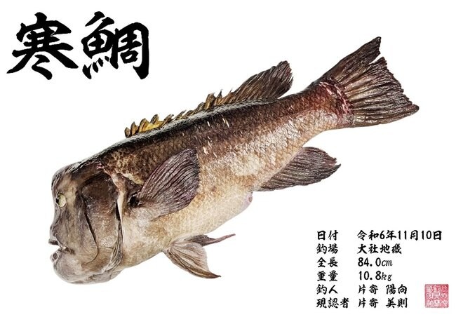 片寄陽向さんが釣り上げたコブダイ