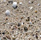 砂浜に打ち上げられたたくさんの貝殻＝松江市島根町野波