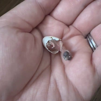 卵から孵ったばかりの頃のなつめちゃん／がま口ショップ ハミングバードさん（@hummingbird0422）提供