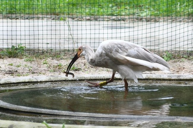 水辺に入り、ドジョウを捕らえるトキの幼鳥＝出雲市西新町２丁目、市トキ公開施設