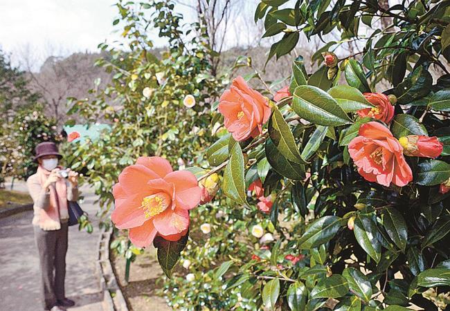 見頃を迎えたツバキの花