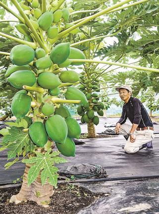 大きな実を付けた「砂丘パパイヤ」の魅力を紹介する浜本喜彦代表＝鳥取県北栄町弓原