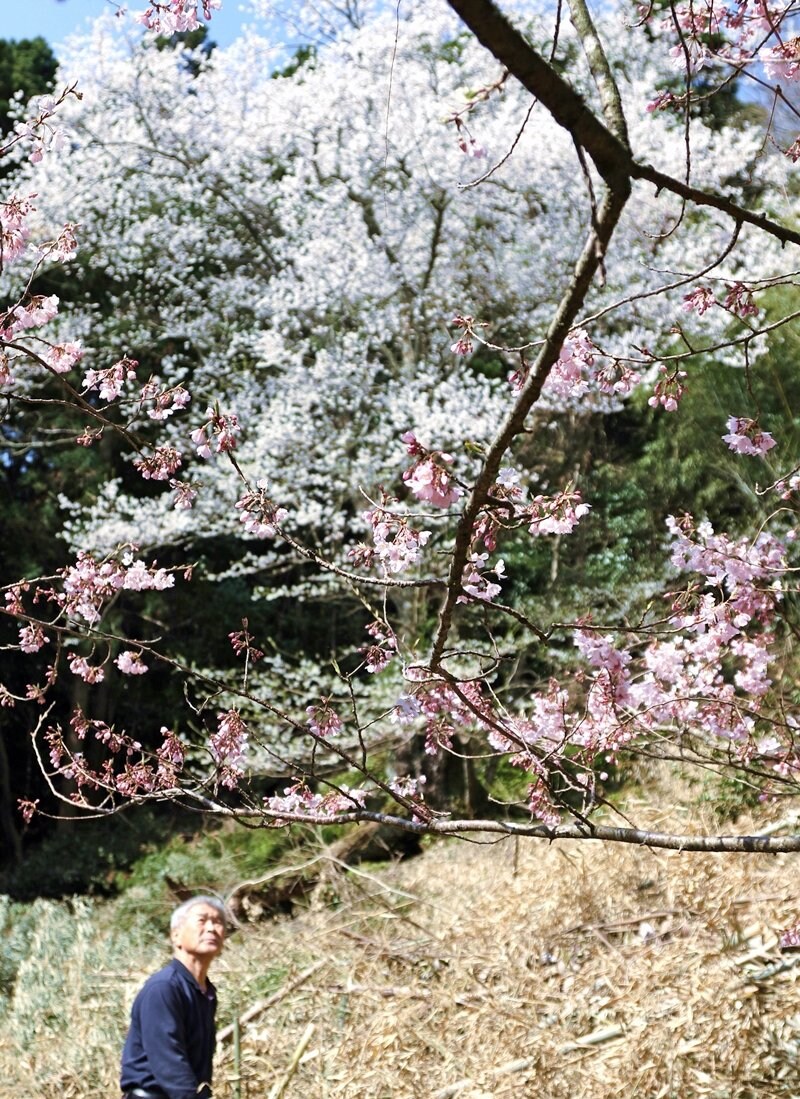 朝刊先読み 隠岐の島町 世間桜 が見頃 咲き具合で作況占う 今年は 山陰中央新報デジタル