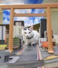 三重県伊勢市の猫カフェの猫。2月22日は「猫の日」で、島根県の「竹島の日」