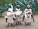 えとにちなんだトラの衣装を身につけたペンギン（提供・松江フォーゲルパーク）