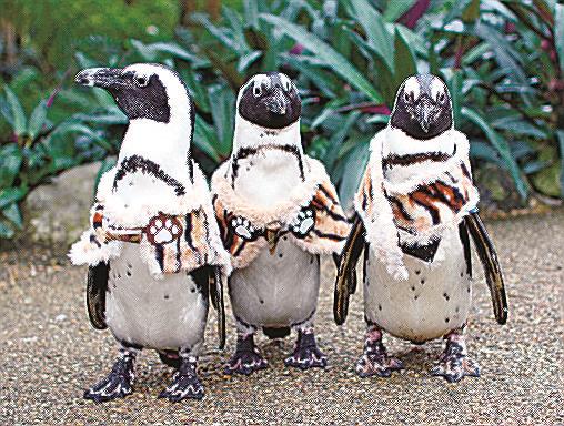 えとにちなんだトラの衣装を身につけたペンギン(提供・松江フォーゲルパーク)
