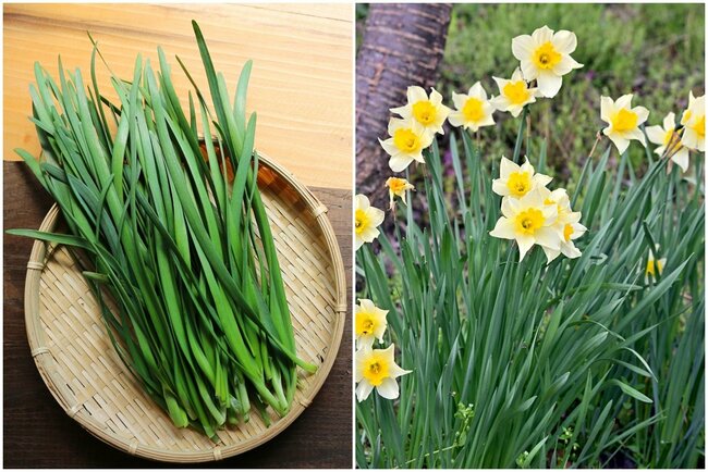 ニラ(左)とスイセン(資料)