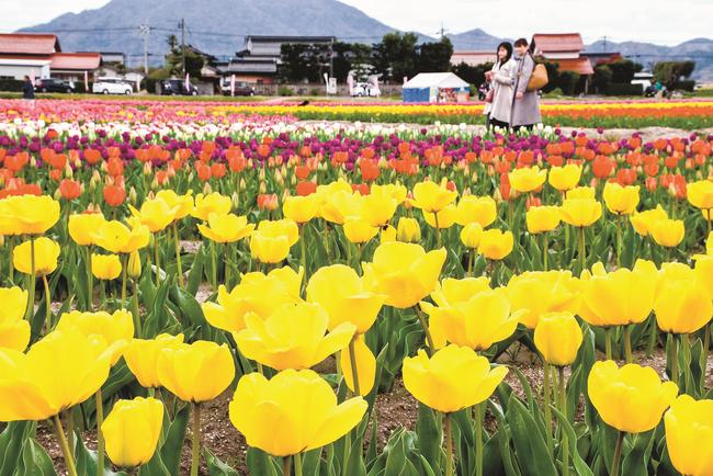 見頃を迎えた色とりどりのチューリップ＝出雲市斐川町今在家