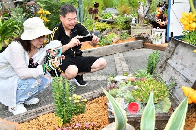 多肉植物の寄せ植えを撮影して楽しむ夫婦＝鳥取県南部町鶴田、とっとり花回廊