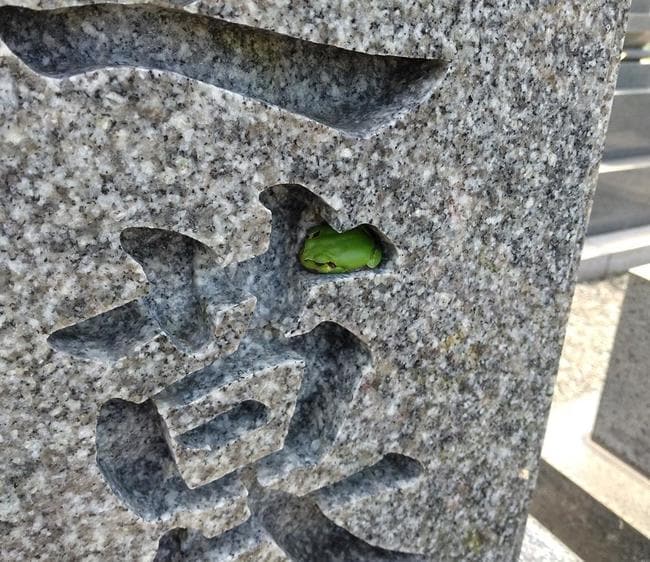 墓石にカエル