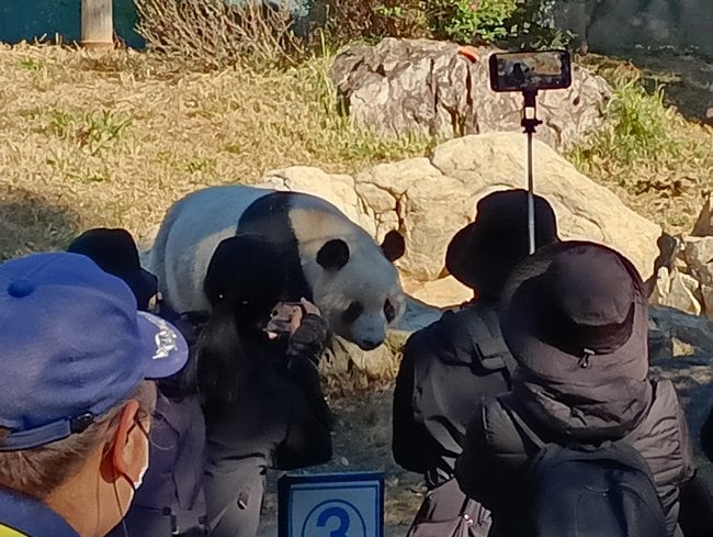 １時間半近く並んで見ることができた上野動物園のジャイアントパンダ「レイレイ」＝２２日午前、東京都台東区