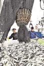 マアジを水揚げする地元巻き網船の従業員＝浜田市原井町、浜田漁港