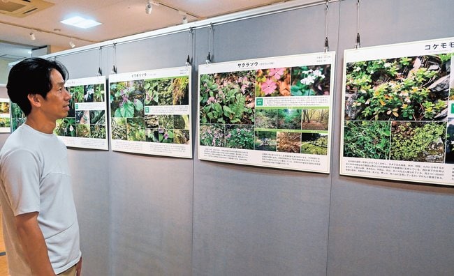 鳥取県の特定希少野生植物のパネルに見入る来館者＝鳥取県大山町大山、大山自然歴史館