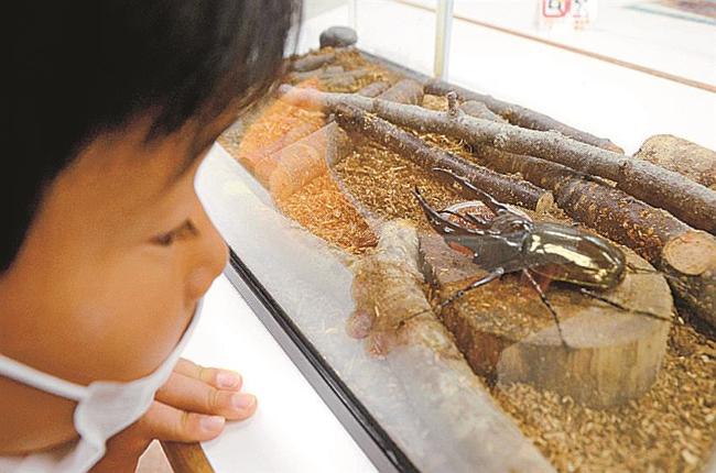 コーカサスオオカブトに見入る児童＝出雲市今市町、出雲科学館