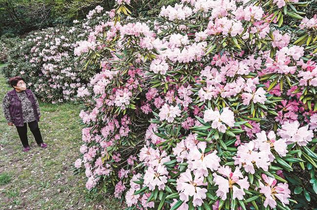 見頃を迎えたシャクナゲを楽しむ来園者＝島根県美郷町九日市、シャクナゲパーク花ノ谷