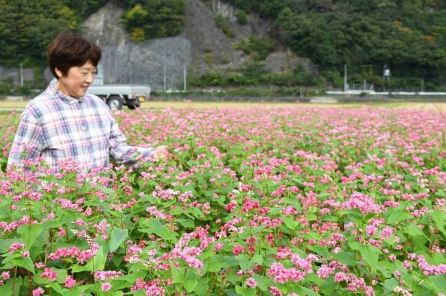 咲き誇る「高嶺ルビー」の花を楽しむ住民＝島根県吉賀町真田
