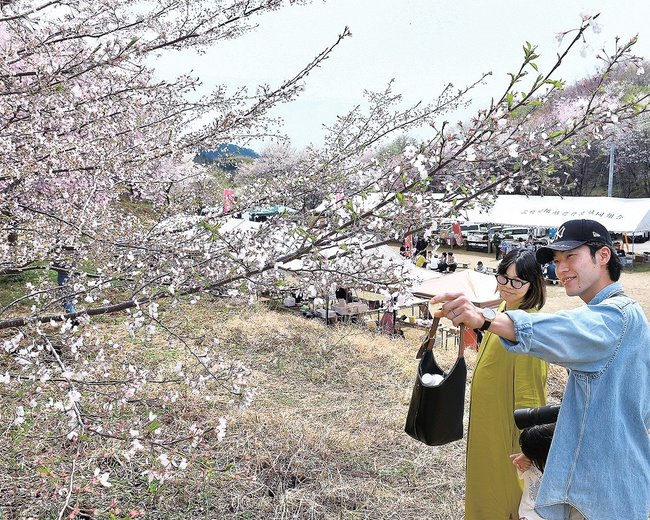 見頃を迎えた桜を楽しむ来場者=大田市三瓶町