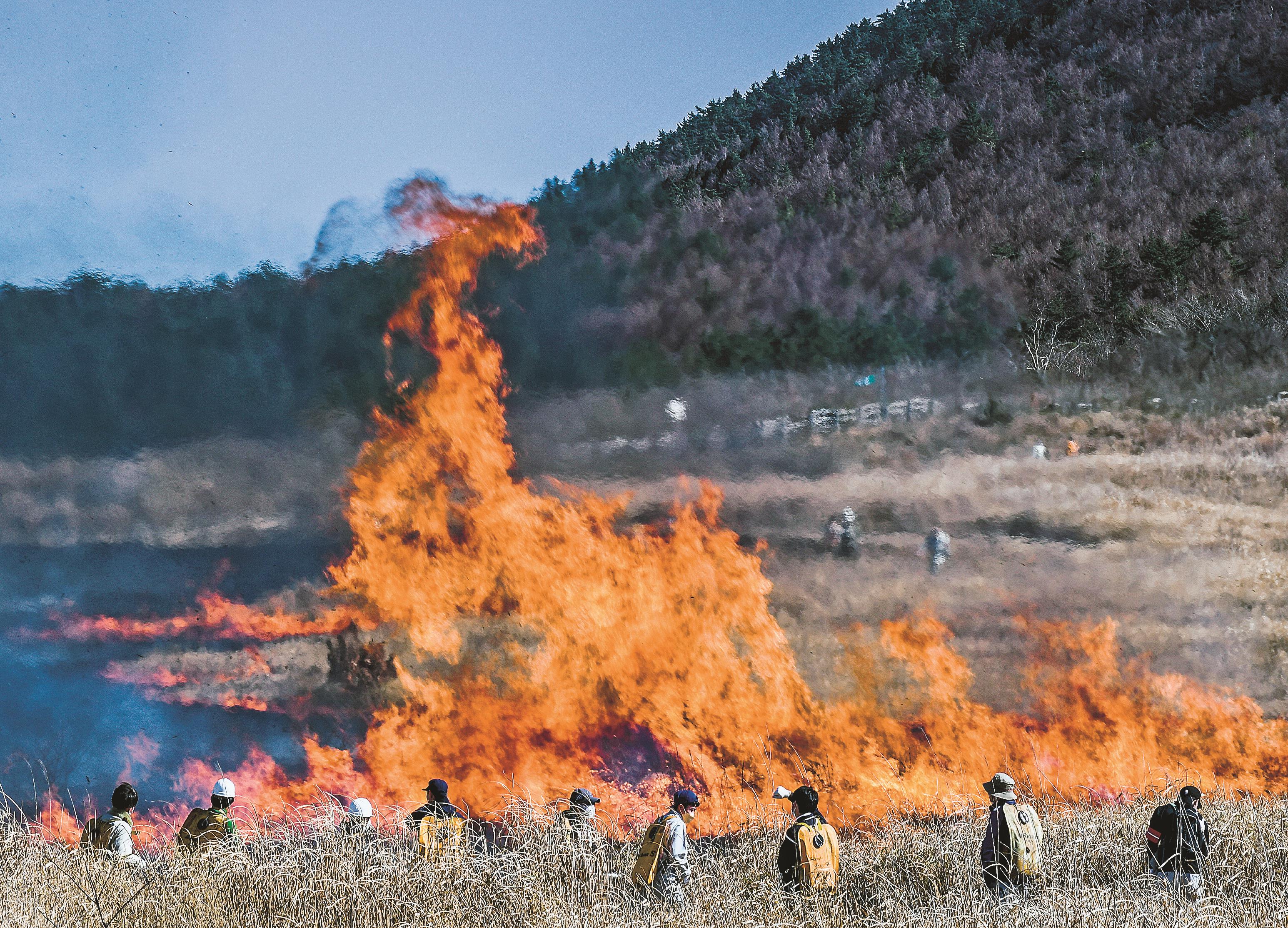 動画】春告げる炎の舞 三瓶山で火入れ 大田 | 山陰中央新報デジタル