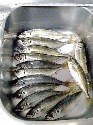 アジ