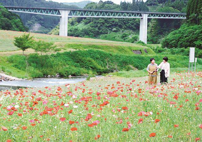 一面に広がるポピーの花を楽しむ来訪者＝島根県飯南町志津見