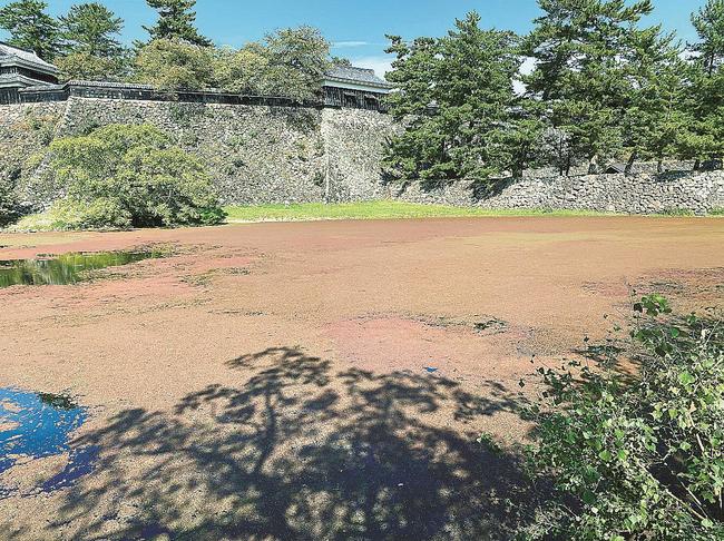 水草に覆われた松江城周辺の堀川＝松江市内