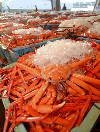 境港市の境漁港に水揚げされたベニズワイガニ（資料）