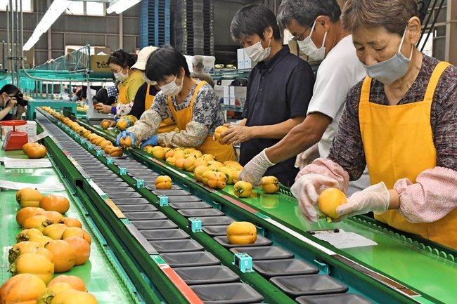 ひらたの柿の出荷が始まり、外観などを確かめる作業員＝出雲市上岡田町、ＪＡしまね平田柿選果場