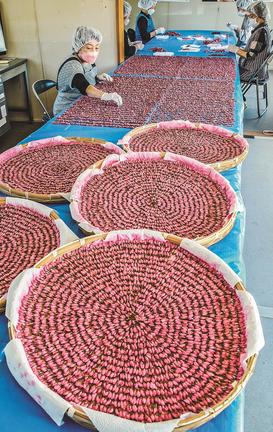 塩漬けした桜の花を陰干しする工房メンバー＝雲南市木次町山方
