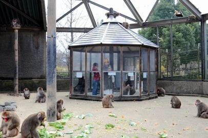 サルのカウント「間違えていた」 米子・湊山公園 夏に本来53匹 全て