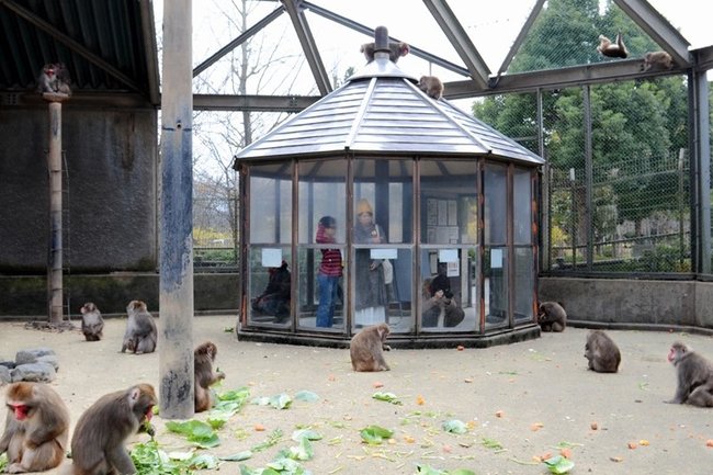 湊山公園「猿が島」のサルたち（資料）