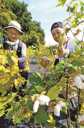 収穫期を迎えた伯州綿。地域おこし協力隊員（右）らによる摘み取りが始まった＝境港市中野町